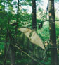 Kunst im Wald   Ikarus   2001 BC Detail