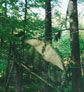 Kunst im Wald   Ikarus   2001 BC Detail